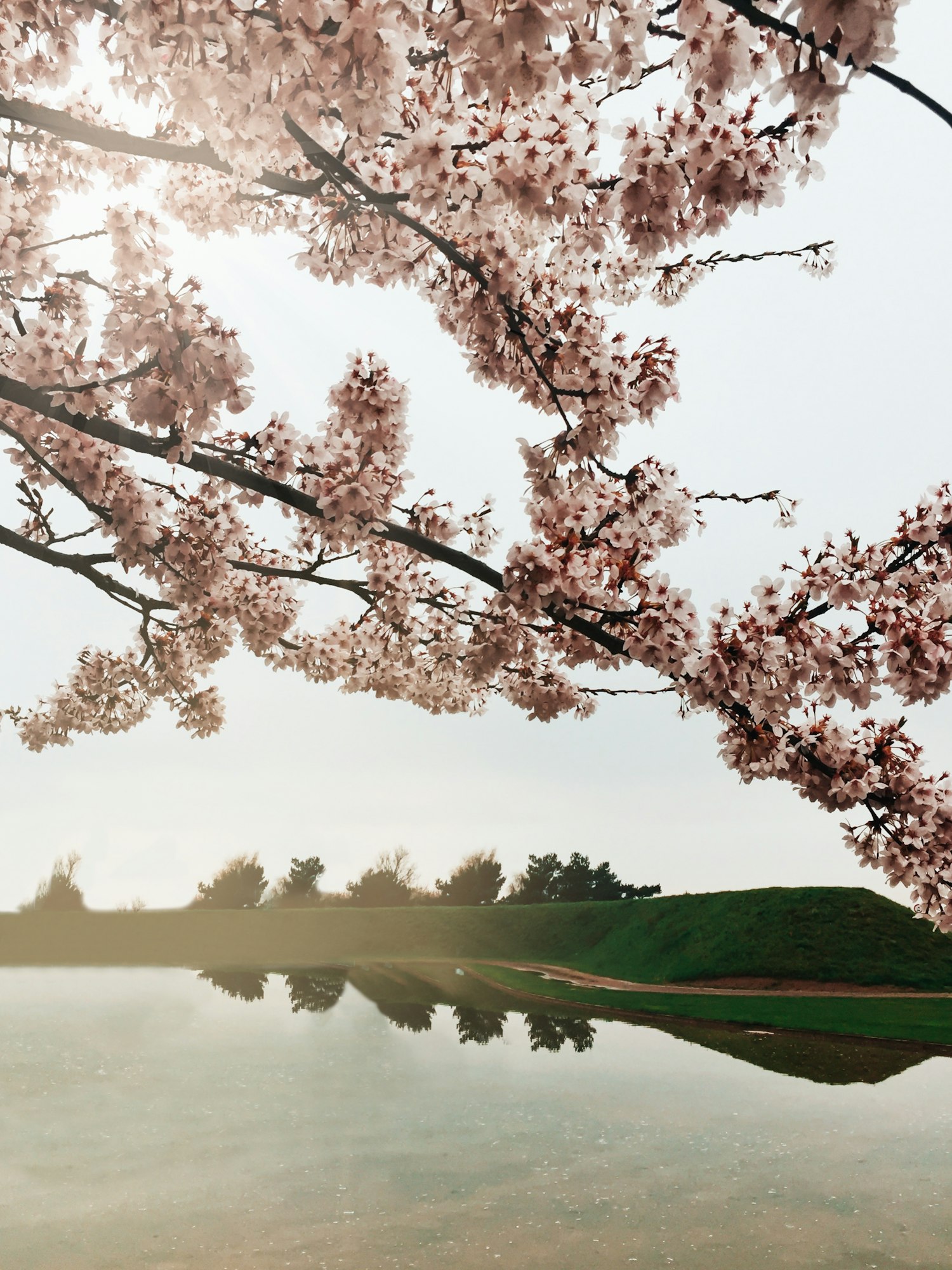Cherry blossom tree and a lake