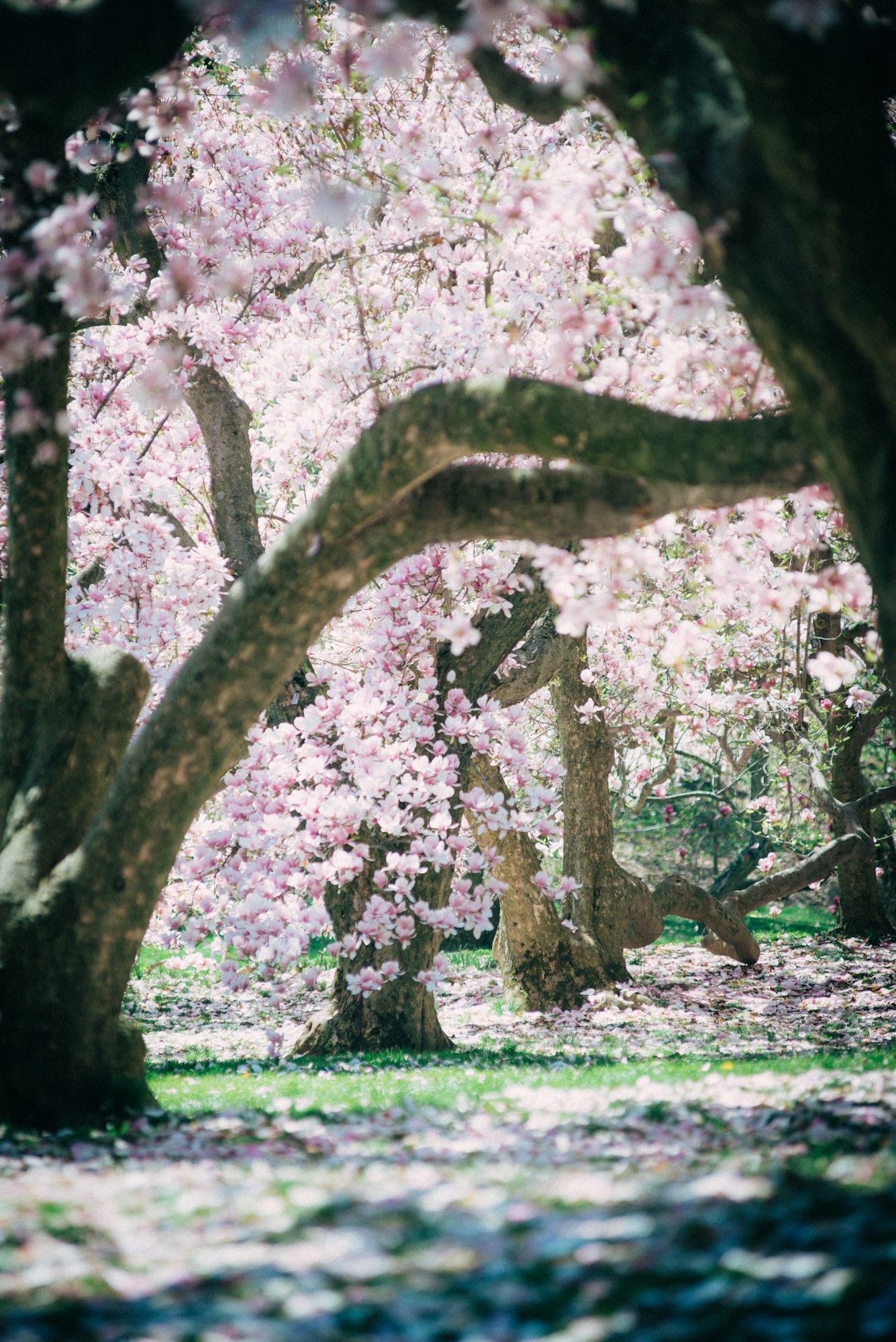 magnolia blossom tree in spring