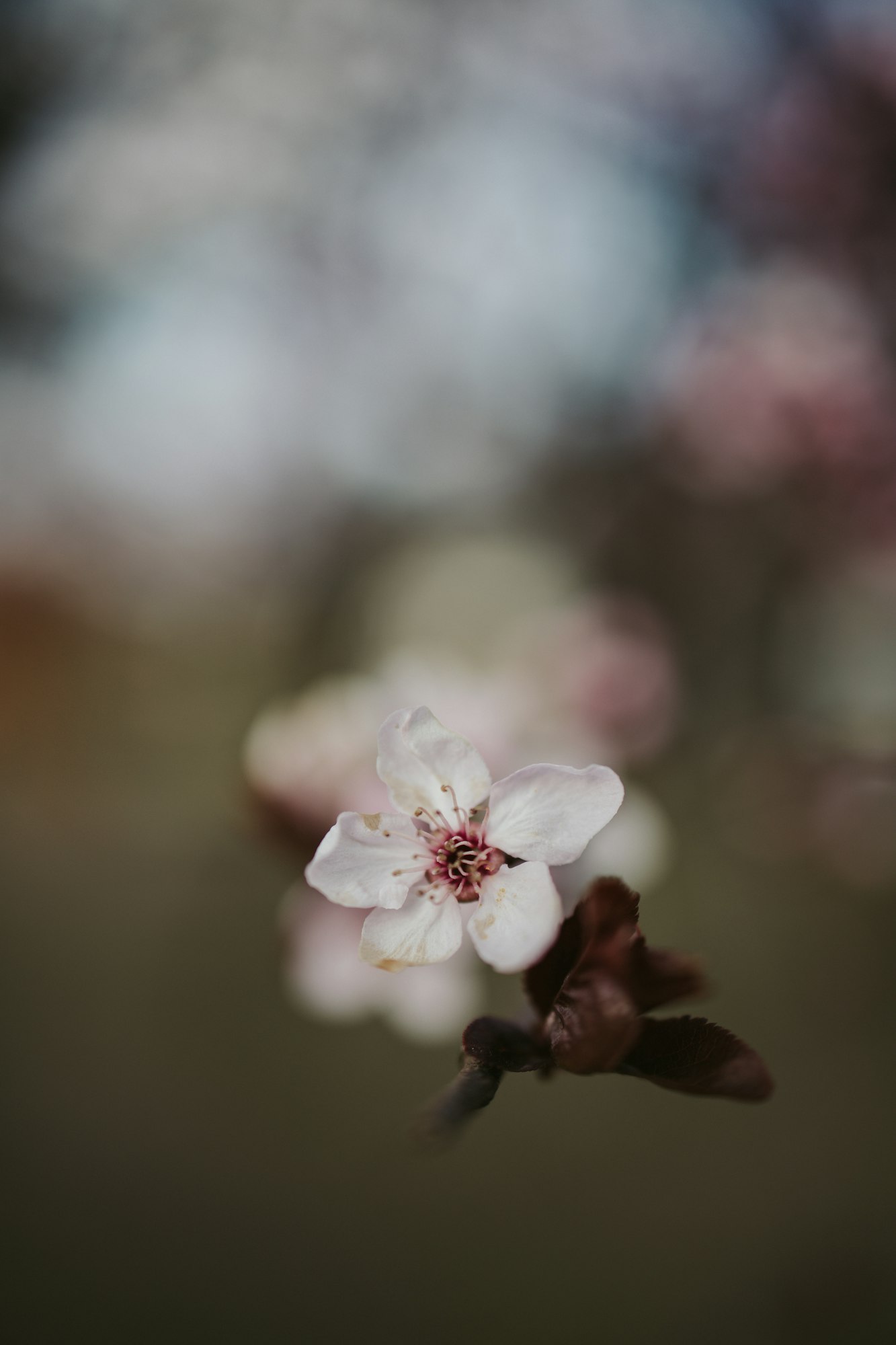 Vertical closeup shot of a cherry blossom tree branch