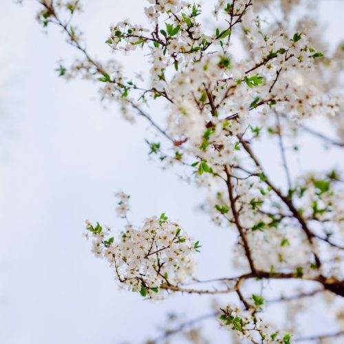 White tree blossoms